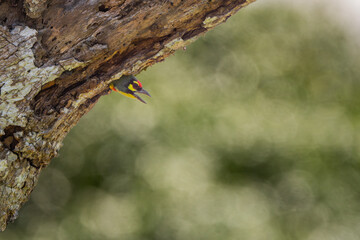 The cute coppersmith barbet on tree with blue sky