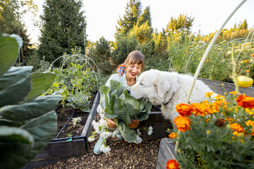 A woman and her dog enjoy the harvest in a sustainable garden, picking a large cabbage. A peaceful moment of outdoor gardening and the bond with nature