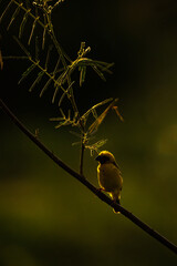 Asian Golden Weaver stand at tree during sunset
