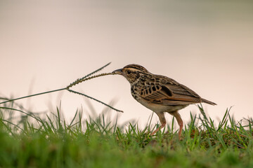Indochinese Bushlark walking on the ground