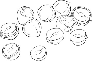 Hazelnut Nuts Isolated Outline Illustration