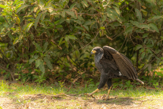 Common Black Hawk - Buteogallus anthracinus a big dark bird of prey in the family Accipitridae, formerly Cuban black-hawk (Buteogallus gundlachii) as a