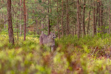 Cougar (Puma concolor), also commonly known as the mountain lion, puma, panther, or catamount. is...