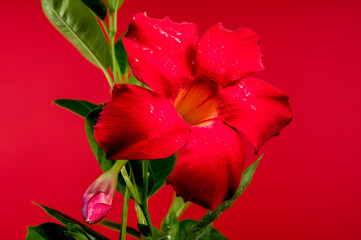Blooming Dipladenia red on a red background