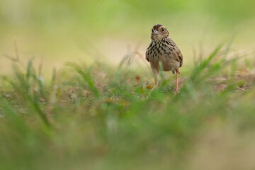 Indochinese Bushlark walking on the ground