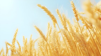 Obraz premium Golden Wheat Field Stretching into the Distance.