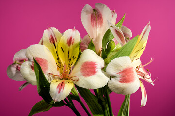 Blooming white-pink Alstroemeria Rebecca on a pink background