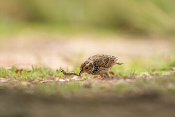 Indochinese Bushlark feeding on the ground