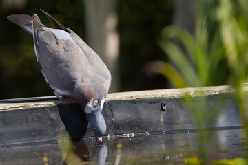 Pigeon drinking water, thirsty pigeon at the pond, pigeon drinking from the pond, gray wood pigeon