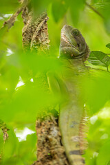 Chinese Water Dragon on the tree in rain forest