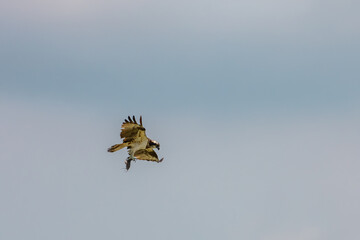 The Osprey hunt the fish in nature of Thailand
