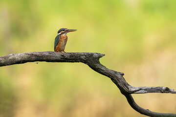 Common king kingfisher are standing on the tree