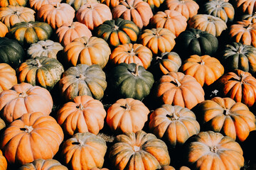 Colorful pumpkins arranged in a festive display at a fall market, showcasing autumn harvest