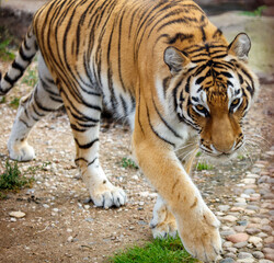 A tiger is walking in nature