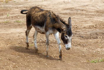 A donkey runs in the wild