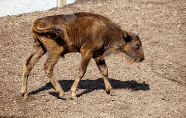 Fototapeta premium A baby bison runs in the zoo