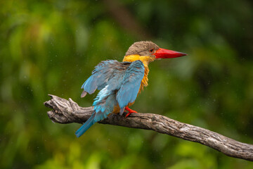stork billed kingfisher are shake the fur after hunting in water.