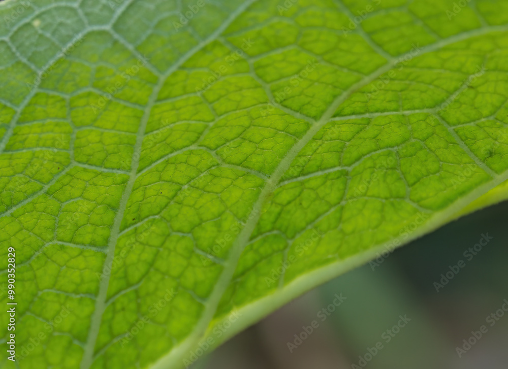 Wall mural structure of a green leaf, close up of a green leaf, close up leaf veins, beautiful green structure 