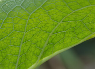 structure of a green leaf, close up of a green leaf, close up leaf veins, beautiful green structure with veins