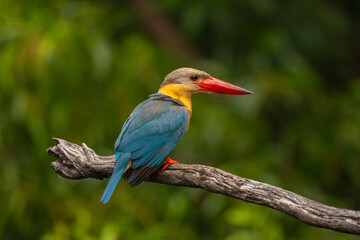 stork billed kingfisher are shake the fur after hunting in water.