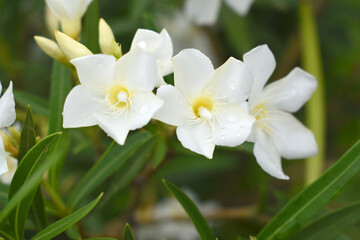 Obraz premium Nerium oleander in bloom, White siplicity bunch of flowers and green leaves on branches, Nerium Oleander shrub white flowers, ornamental shrub branches in daylight, bunch of flowers closeup