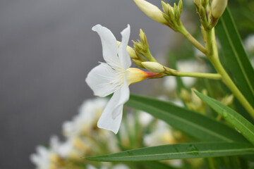 Nerium oleander in bloom, White siplicity bunch of flowers and green leaves on branches, Nerium...