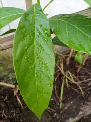 Close-Up of Fresh Green Leaf With Water Droplets

