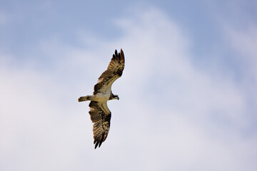 The Osprey hunt the fish in nature of Thailand