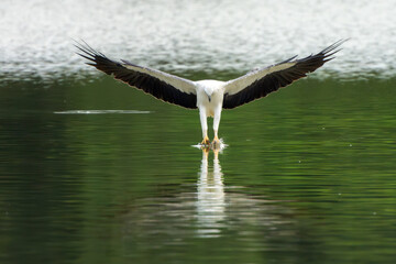White-bellied Sea-eagle are hunting above water