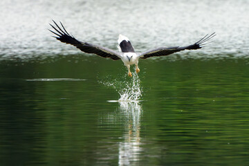 White-bellied Sea-eagle are hunting above water