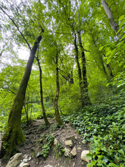 Trees in the forest grow on rocky cliffs of the mountains. Summer