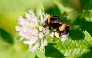 Bee on a pink clover flower. Macro
