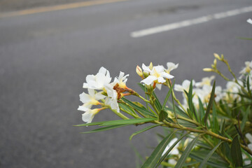 Nerium oleander in bloom, White siplicity bunch of flowers and green leaves on branches, Nerium...