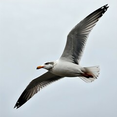 Obraz premium Graceful seagull soaring in the sky on a cloudy day with wings fully spread