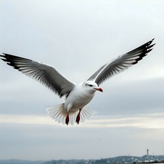 Graceful seagull soaring in the sky on a cloudy day with wings fully spread