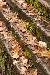 Vertical shot with diagonal steps covered with fallen leaves