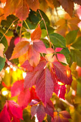 Beautiful bright autumn nature background. Multicolored grape leaves