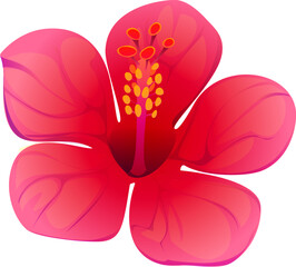 Cartoon hibiscus flower with pink and red petals emphasize tropical beauty and natural elegance. Isolated vector stunning, vibrant, red hibiscus blossom, floral element, exotic plant, tea ingredient © Vector Tradition