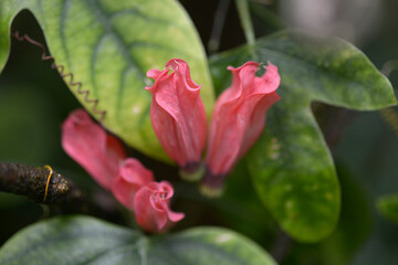 ホザキノトケイソウ