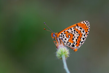 Obraz premium reddish medium-sized butterfly with black spots, Melitaea didyma