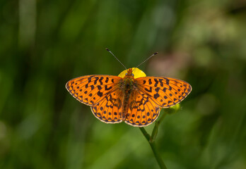 Fototapeta premium green background and red butterfly, Pearl-bordered Fritillar, Boloria euphrosyne
