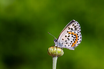 a wonderful little butterfly with black dots,Checkered Blue, Scolitantides orion
