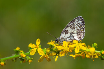Marbled White Butterfly - Melanargia galathea,T he winged pose in green leaves is wonderful