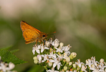 Small orange butterfly, Ochlodes venatus, taking nectar from a flower with its long proboscis