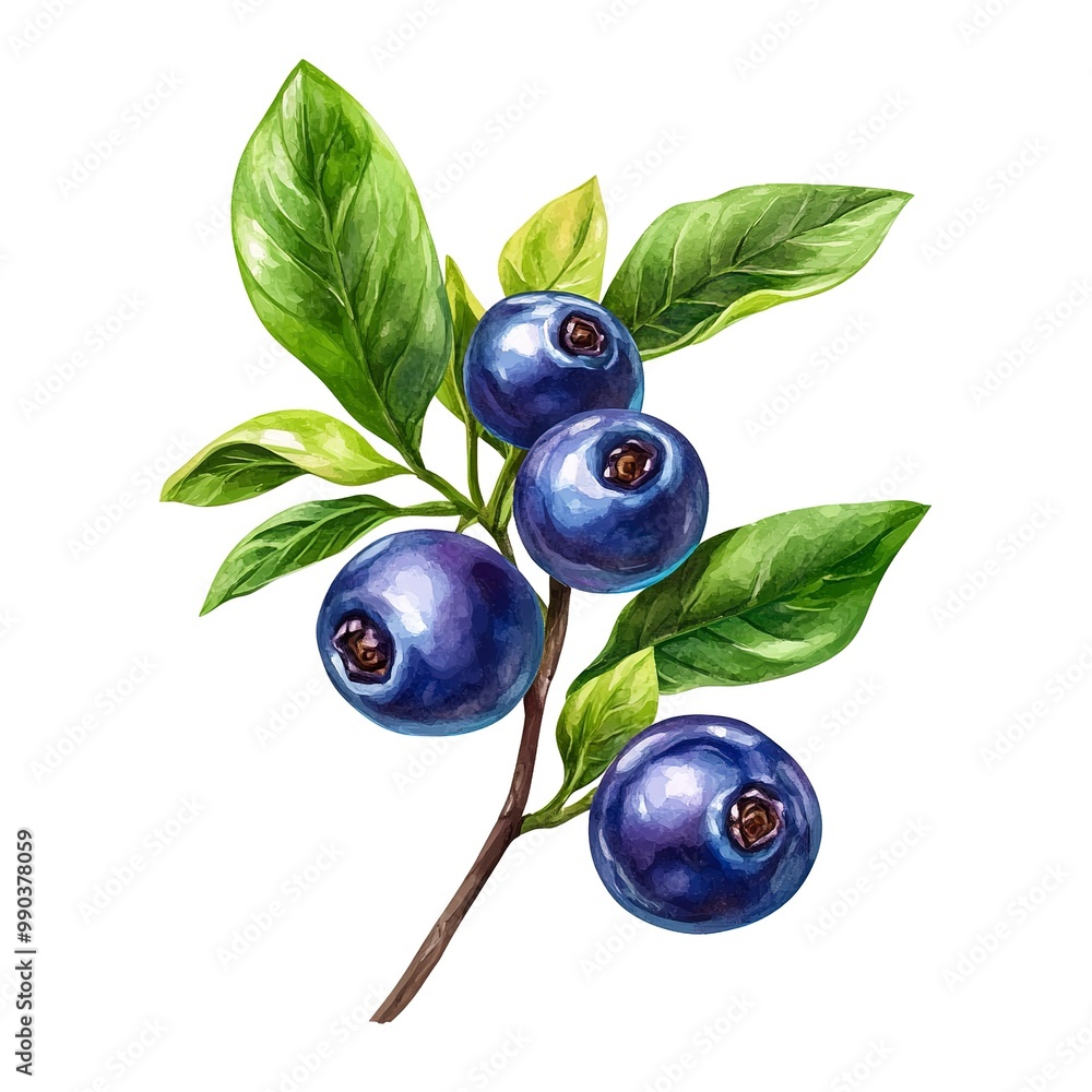 Poster Bilberry on isolated white background. 