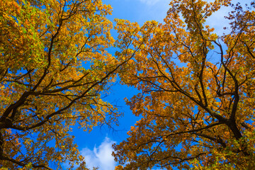 high golden autumn tree on blue cloudy sky background