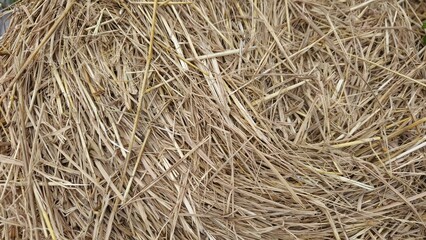 Close-up pale yellow hay straw background © iFocus