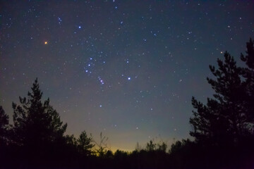 Fototapeta premium tree silhouette on night starry sky with Orion constellation