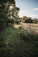 Obraz premium English countryside meadow in summer