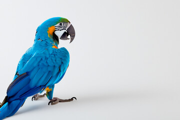 Fototapeta premium Parrot in gray and blue on. animal beak nature concept. a parrot in gray and blue with a bird in tropical colors on the. a parrot in blue and gray with a tropical lifestyle.